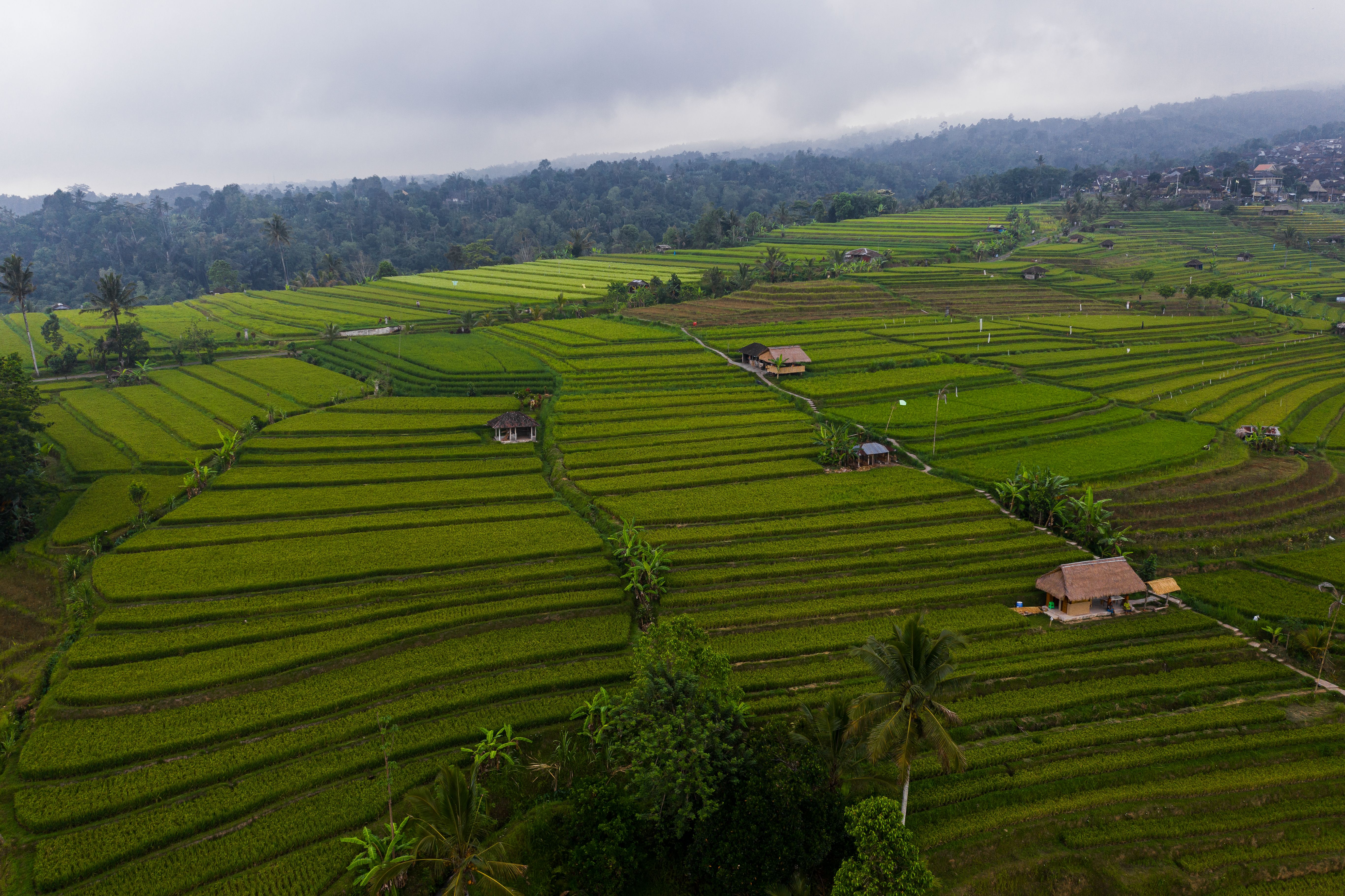 A breathtaking aerial view of the lush green rice terraces in Bali, showcasing the beauty of traditional agriculture.