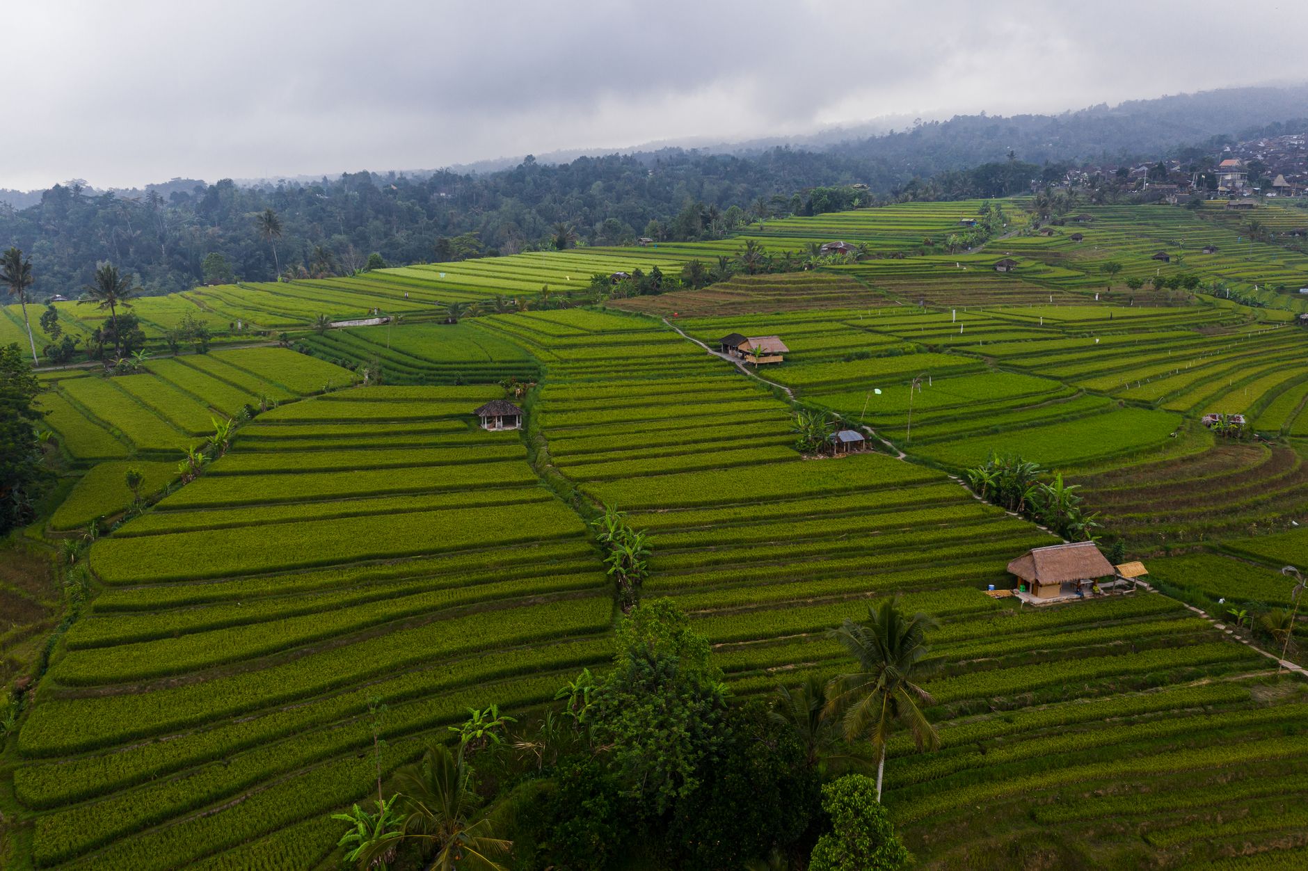 A breathtaking aerial view of the lush green rice terraces in Bali, showcasing the beauty of traditional agriculture.