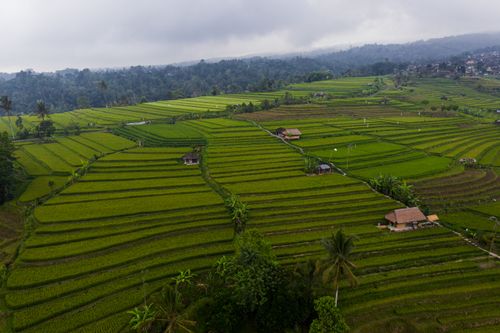 Free A breathtaking aerial view of the lush green rice terraces in Bali, showcasing the beauty of traditional agriculture. Stock Photo