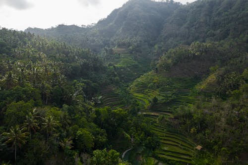 Rice Terraces in the Mountain