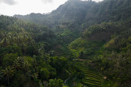 Free Rice Terraces in the Mountain Stock Photo