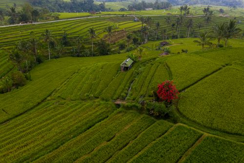 Free Drone capture of vibrant green rice terraces with a small hut and tropical foliage, showcasing rural agriculture. Stock Photo