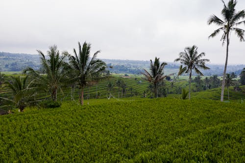 Verdant Agricultural Field