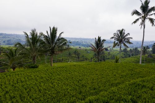 Free Scenic view of lush rice terraces with palm trees in the countryside. Stock Photo