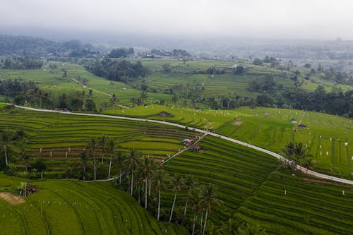 Aerial Photography of Paddy Field Under White Sky