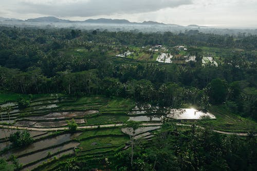 Green Crop field Surrounded by Green Trees