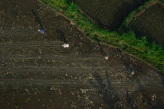 Aerial shot of farmers tending rice fields, showcasing agricultural life from above.