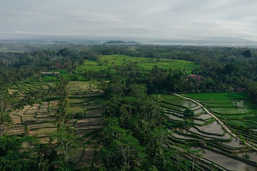 Free A stunning aerial view of rice terraces amidst tropical greenery and palm trees. Stock Photo