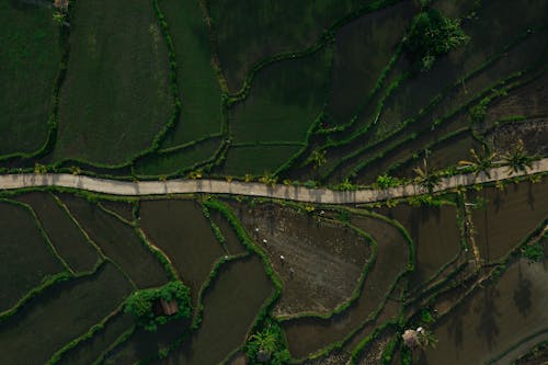 
An Aerial Shot of an Agricultural Field