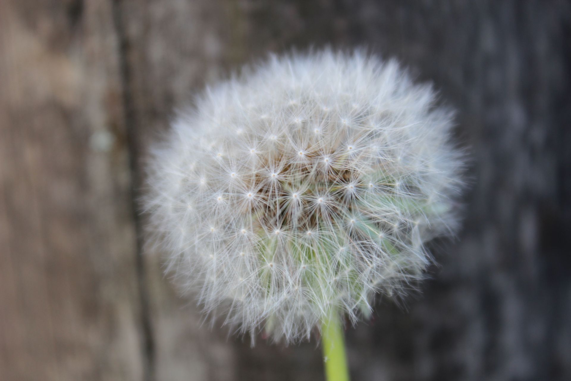 Detailed macro shot of a fluffy dandelion seed head against a natural background.