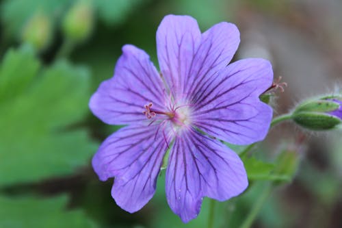 Photos gratuites de fleur, violet