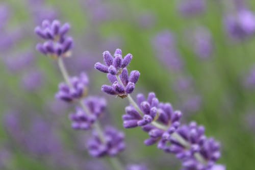 Photos gratuites de fleur, nature, violet