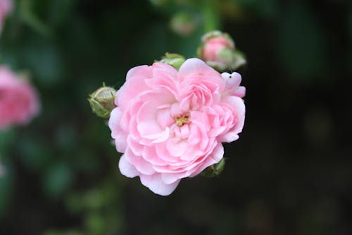 Imagine de stoc gratuită din natură, trandafir
