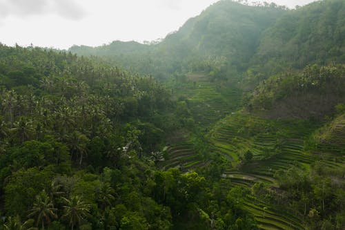 An Aerial Shot of Rice Terraces