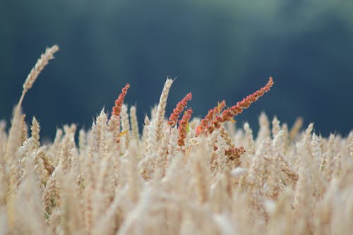 Lotto Campo Di Grano Beige