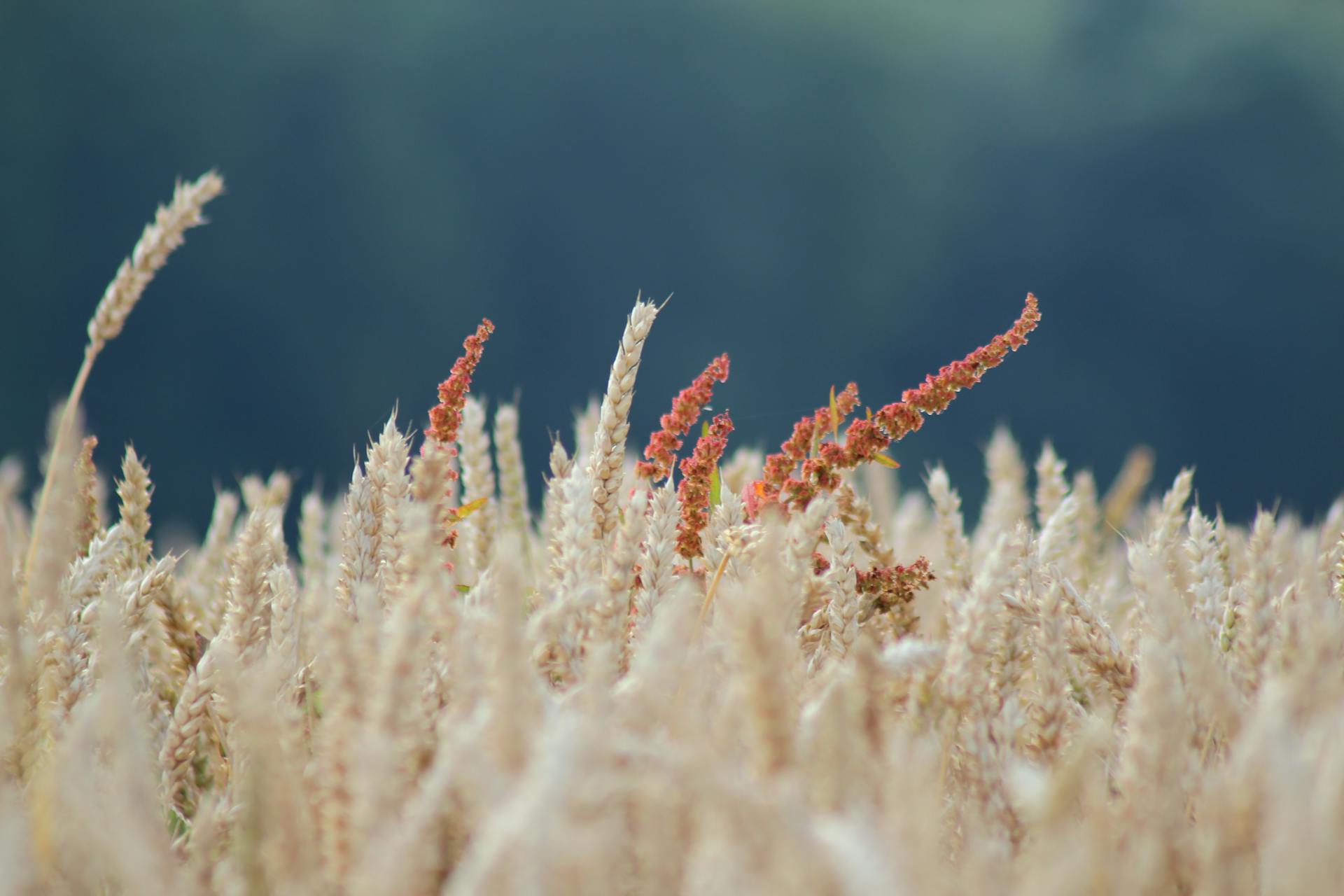 Beige Wheat Field Lot