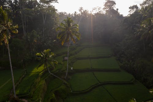 An Aerial Shot of Rice Terraces