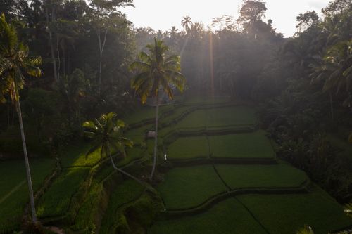 Free A breathtaking aerial shot of vibrant green rice terraces surrounded by tropical trees at sunrise. Stock Photo