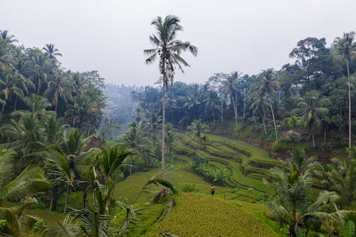 
An Aerial Shot of Rice Terraces