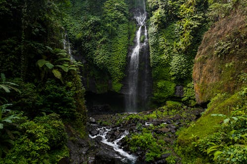 Foto profissional grátis de cachoeiras, corrente, floresta