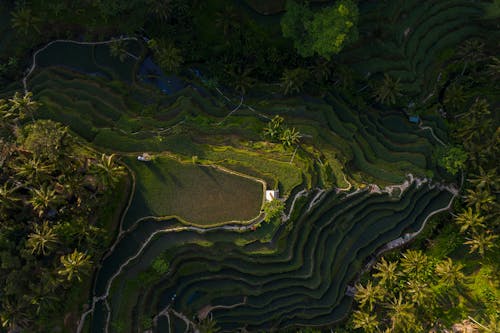 Бесплатное стоковое фото с Аэрофотосъемка, пахотная земля, рисовые террасы