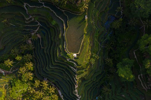 A breathtaking aerial perspective of rice terraces with lush greenery in Bali.