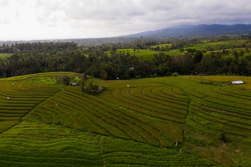 Free Aerial view of vibrant green rice terraces with hills and forest in the background, captured in Indonesia. Stock Photo