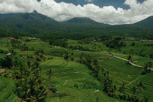 Free Aerial view of lush terraced rice fields and distant mountains under a cloudy sky. Stock Photo