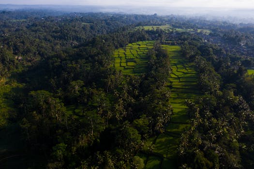 Stunning aerial view of lush green rice terraces in Bali, Indonesia during daylight.