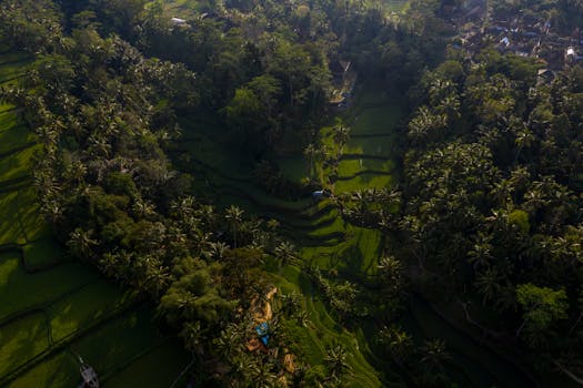 Experience the tranquility of Bali's lush rice terraces from above, surrounded by tropical greenery.