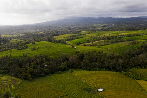 Free Aerial view of lush green terraced rice fields stretching into the horizon under cloudy skies. Stock Photo