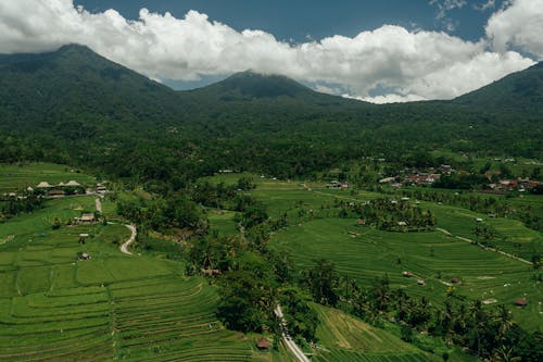 Grass Field and Trees Near Green Mountains