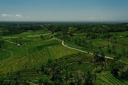 Scenic aerial photo of vibrant green rice terraces under a clear blue sky.