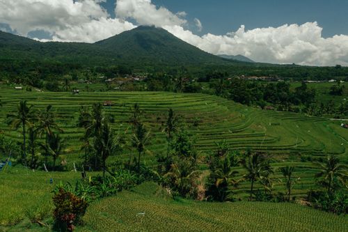 Free Lush green rice terraces with tropical mountains under a vibrant sky. Stock Photo
