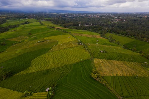 An Aerial Photography of Green Rice Field