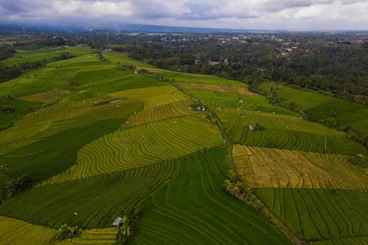 An Aerial Photography Of Green Rice Field