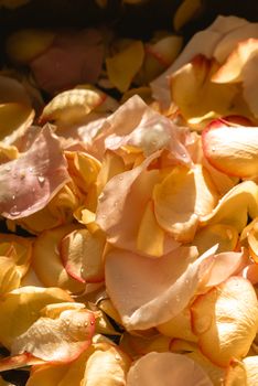 Vibrant close-up of wet rose petals with water droplets, showcasing natural beauty.