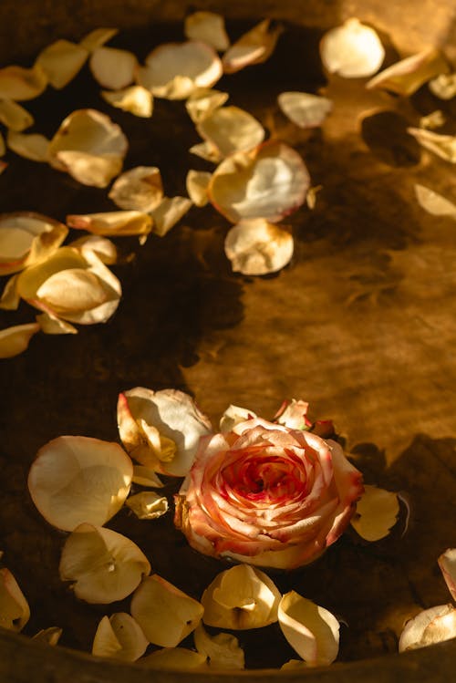 Rose Petals Photos, Download The BEST Free Rose Petals Stock Photos & HD  Images