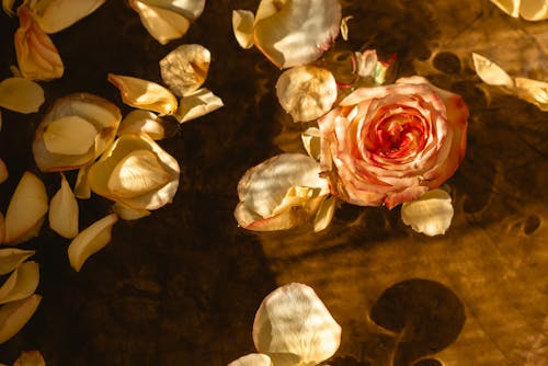 Free Close-up of a Flower and Loose Petals over Water  Stock Photo