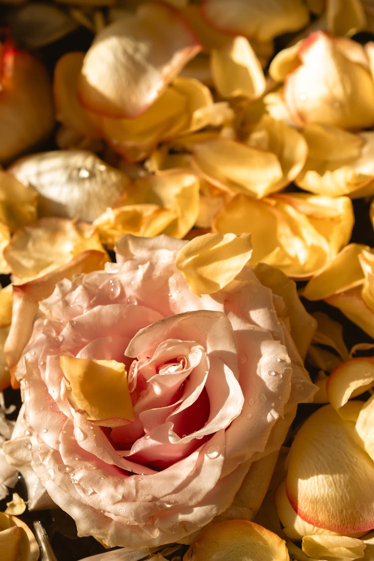 Rose Flowers And Petals On Water