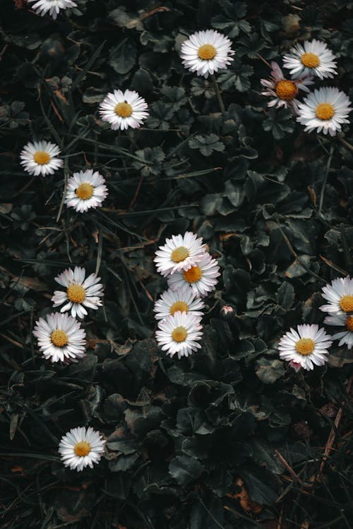Free Photo of White Oxeye Daisy Flowers Stock Photo