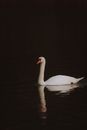 White Swan on Water