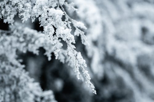 Free White Snow on Tree Branch Stock Photo