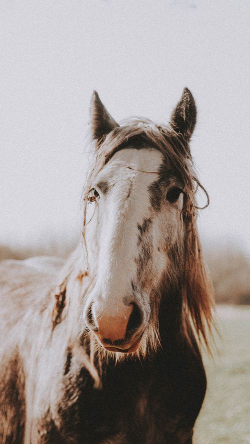 Free Close-up portrait of a horse in a natural outdoor setting, capturing its wild essence. Stock Photo