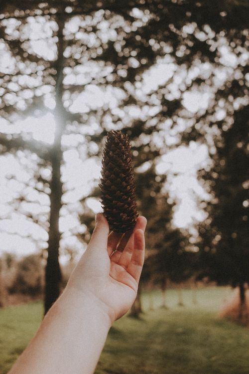 Free A person's hand holds a pine cone with blurred trees and sunlight in the background. Stock Photo