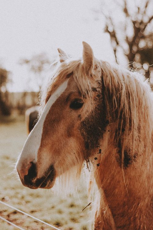 Free Beige horse with long mane in a countryside setting during daytime. Stock Photo