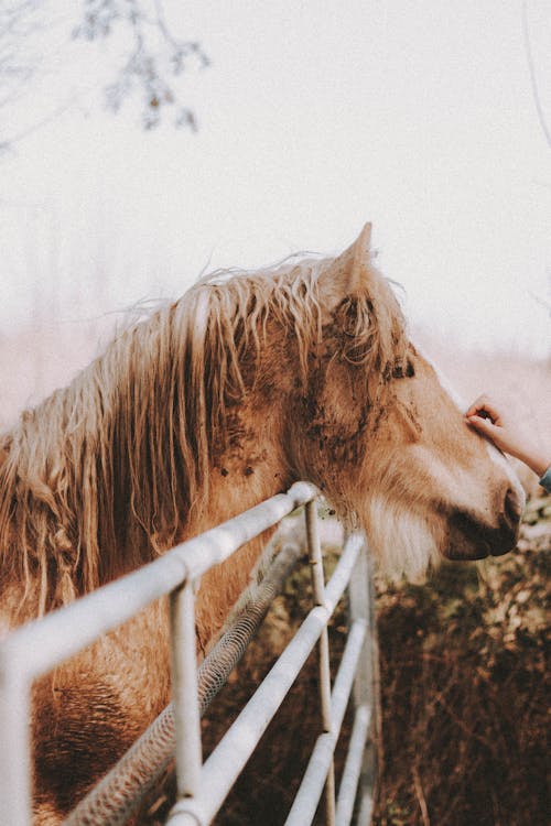 Free Close-up of a Horse Petted on its Head  Stock Photo