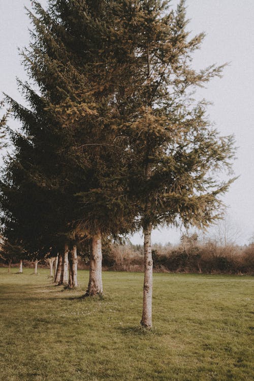ağaçlar, alan, bir satırda içeren Ücretsiz stok fotoğraf