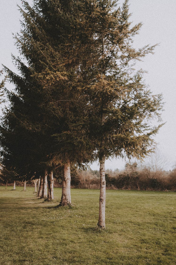 Trees Growing In A Row