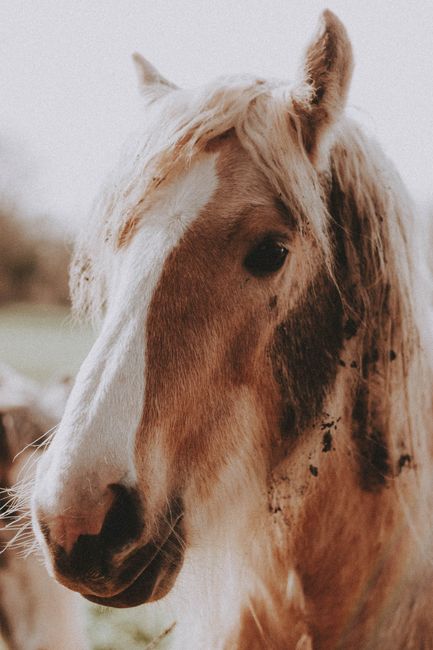 Brown horse with white muzzle and furry mane looking at camera in sunny day in ranch